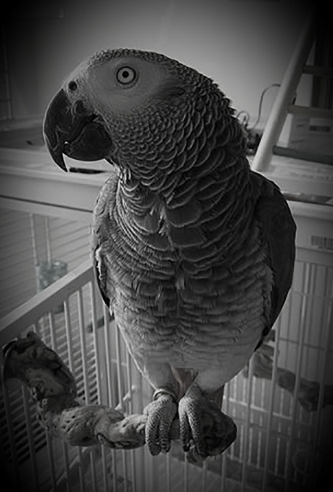 The award-winning story,"My Life as a West African Gray Parrot," is a world-weary, cynical account of life and lost affections, an aging parrot notes his latest owner's growing negligence and recalls past relationships and travails